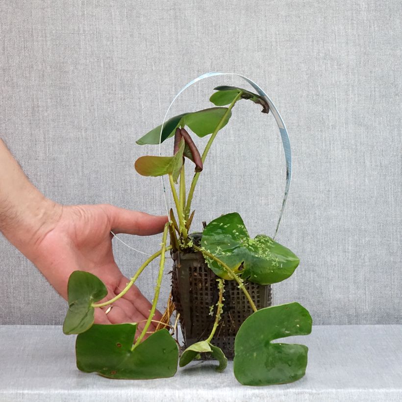Example of Nymphaea Marliacea Carnea - Winterharte Seerose Topf mit 1L/1,5L as you get in ete