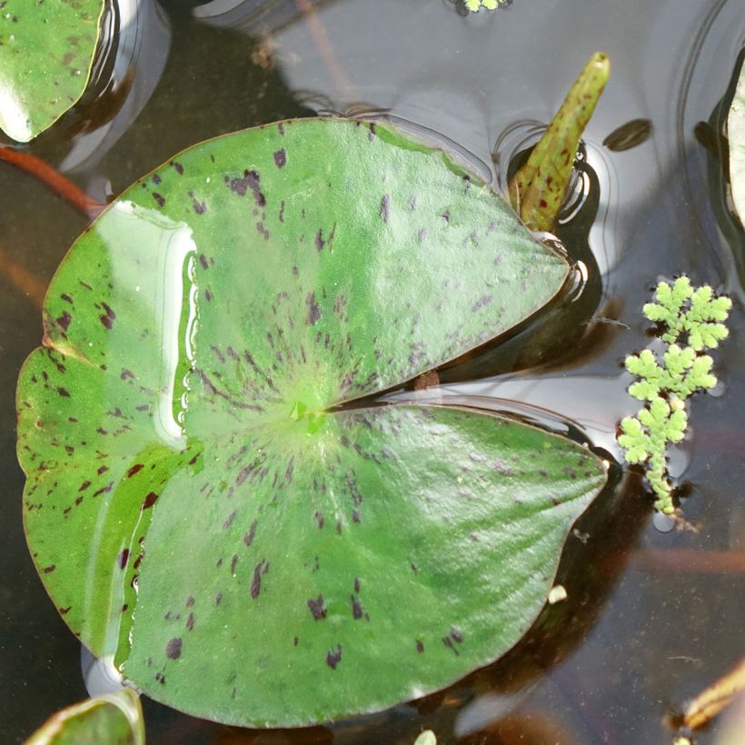 Nymphaea Marliacea Chromatella - Winterharte Seerose (Foliage)