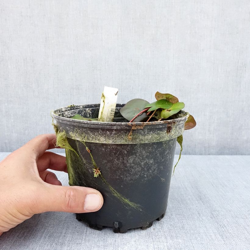 Example of Nymphaea Marliacea Ignea - Winterharte Seerose Topf mit 1,5L/2L as you get in ete