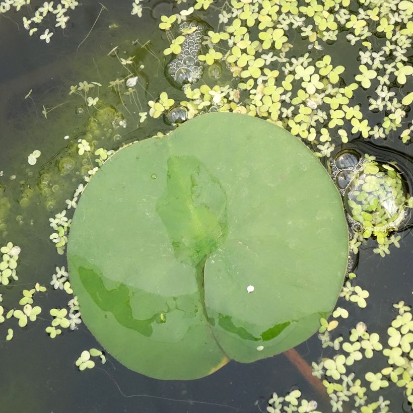 Nymphaea Marliacea Rubra Punctata - Winterharte Seerose (Foliage)