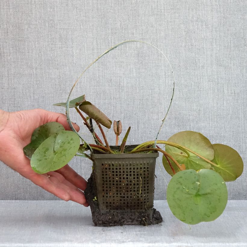 Example of Nymphaea Marliacea Rubra Punctata - Winterharte Seerose Topf mit 1L/1,5L as you get in ete