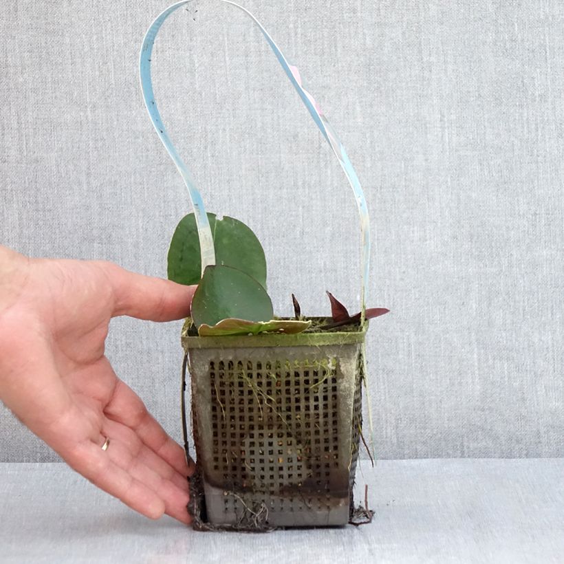 Example of Nymphaea Mayla - Winterharte Seerose Topf mit 1L/1,5L as you get in ete