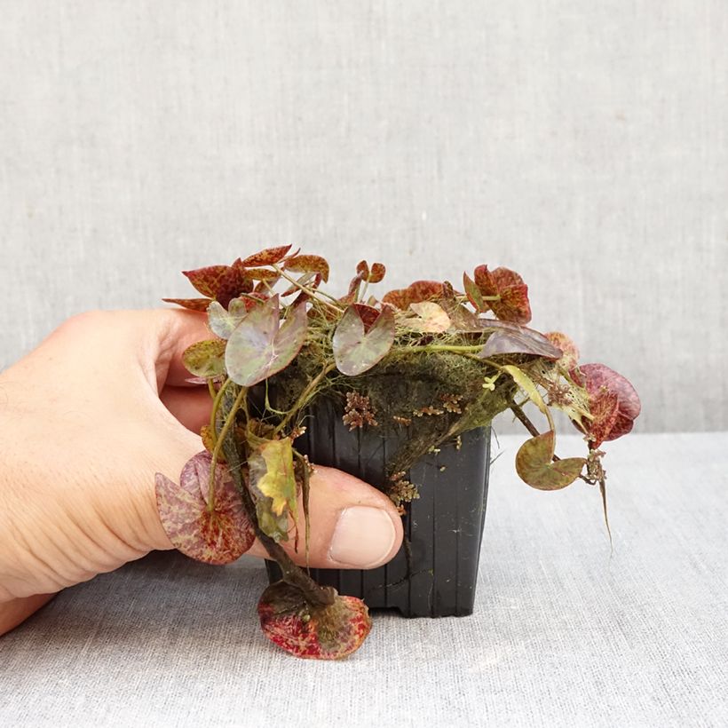 Exemplar von Nymphaea Miami Rose - Tropische Seerose Topf mit 1,5L/2L wie im Herbst geliefert