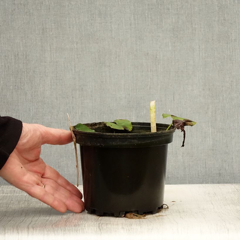 Example of Nymphaea Moorei - Winterharte Seerose Topf mit 1,5L/2L as you get in automne