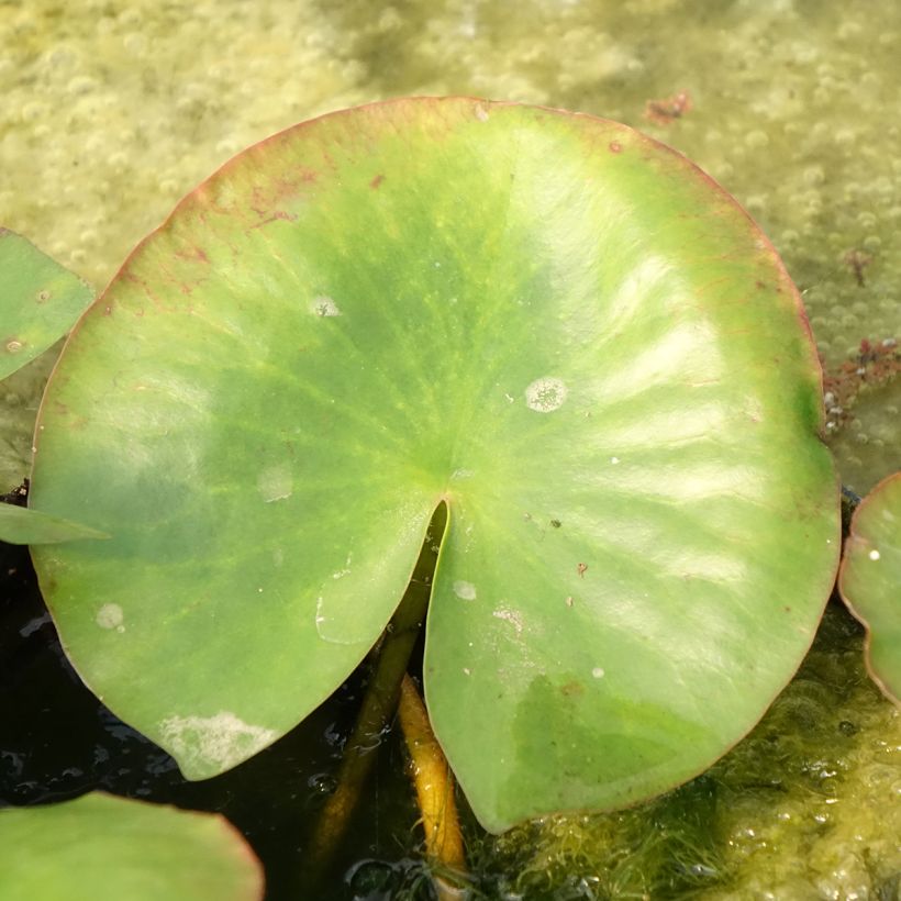 Nymphaea Newton - Winterharte Seerose (Foliage)