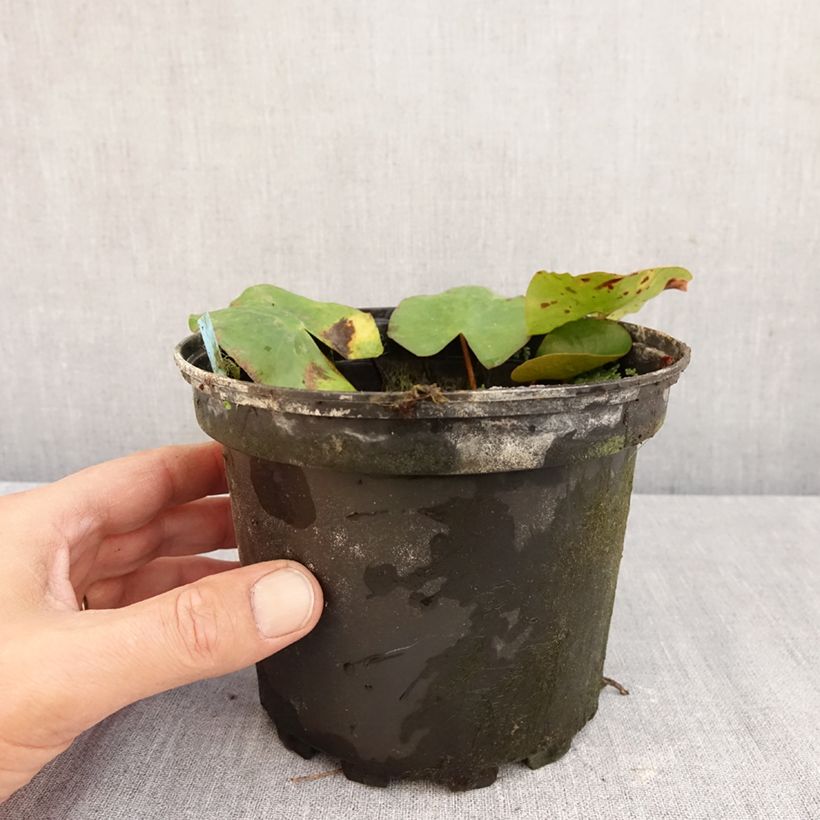 Exemplar von Nymphaea Newton - Winterharte Seerose Topf mit 1,5L/2L wie im Herbst geliefert