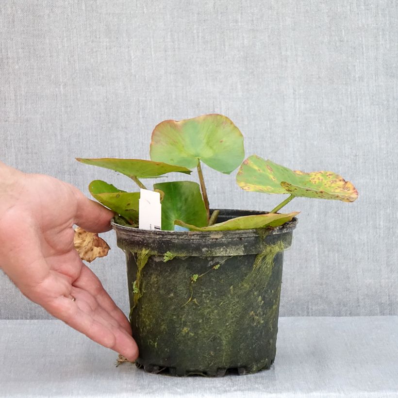 Example of Nymphaea Newton - Winterharte Seerose Topf mit 1,5L/2L as you get in ete
