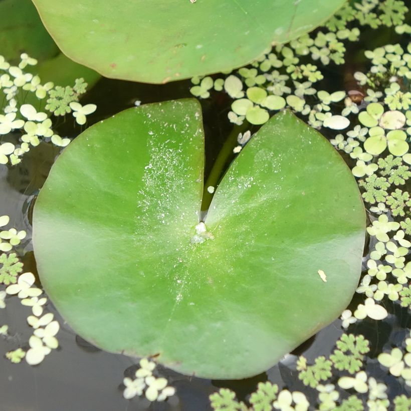 Nymphaea odorata Odorata Alba - Wohlriechende Seerose (Foliage)