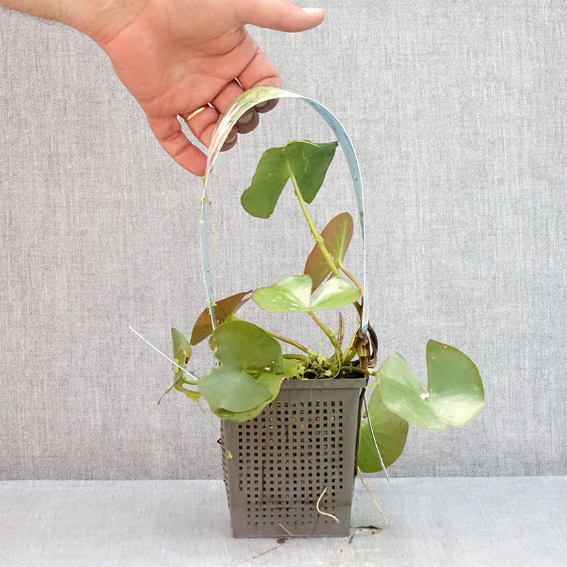 Example of Nymphaea odorata Odorata Alba - Wohlriechende Seerose Topf mit 1L/1,5L as you get in ete