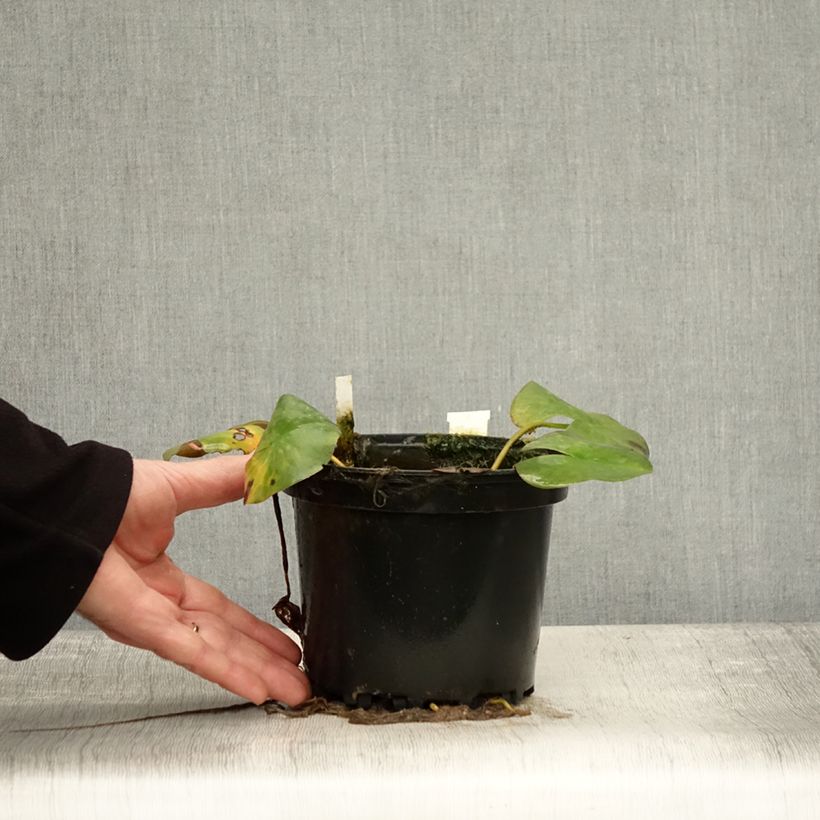 Example of Nymphaea odorata Odorata Suavissima - Wohlriechende Seerose Topf mit 1,5L/2L as you get in automne