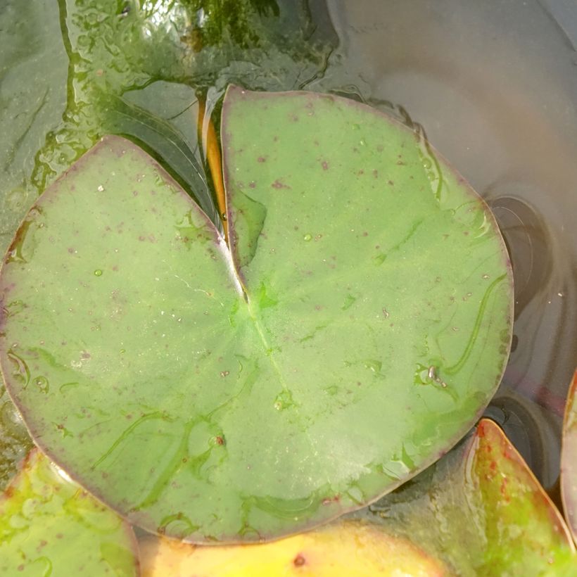 Nymphaea odorata Odorata Suavissima - Wohlriechende Seerose (Foliage)