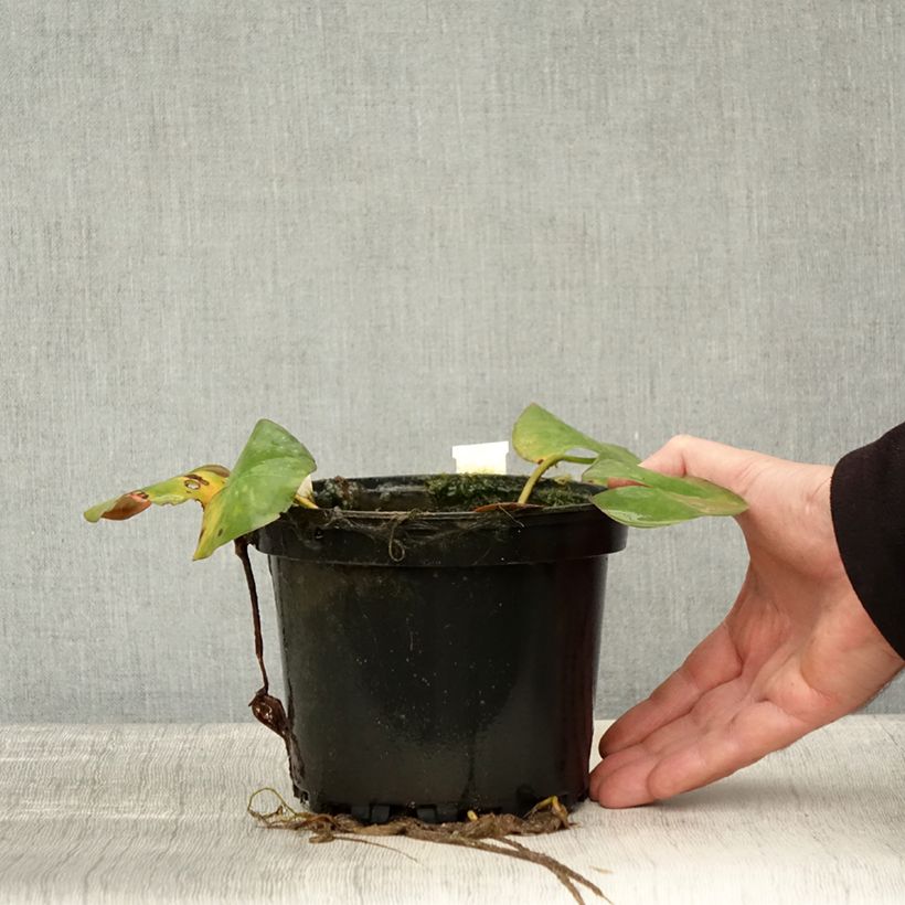 Example of Nymphaea odorata Odorata Sulphurea Grandiflora - Wohlriechende Seerose Topf mit 1,5L/2L as you get in automne