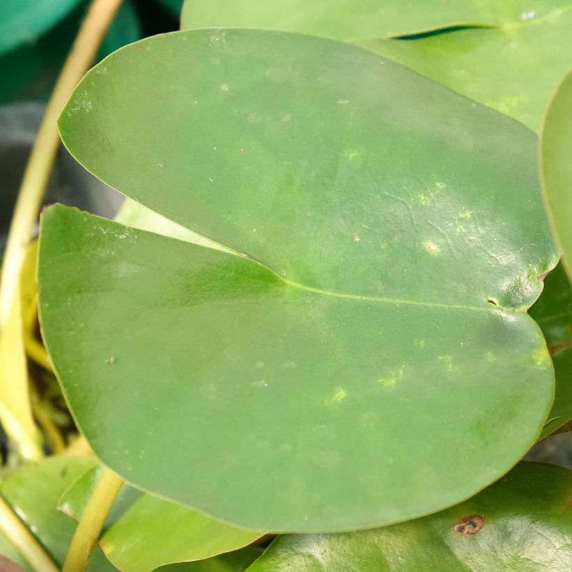 Nymphaea Perry's Double White - Winterharte Seerose (Foliage)