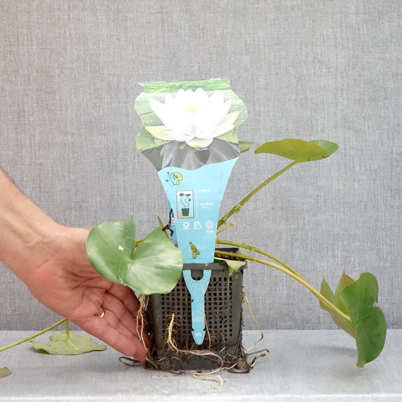 Example of Nymphaea Perry's Double White - Winterharte Seerose Topf mit 1L/1,5L as you get in ete