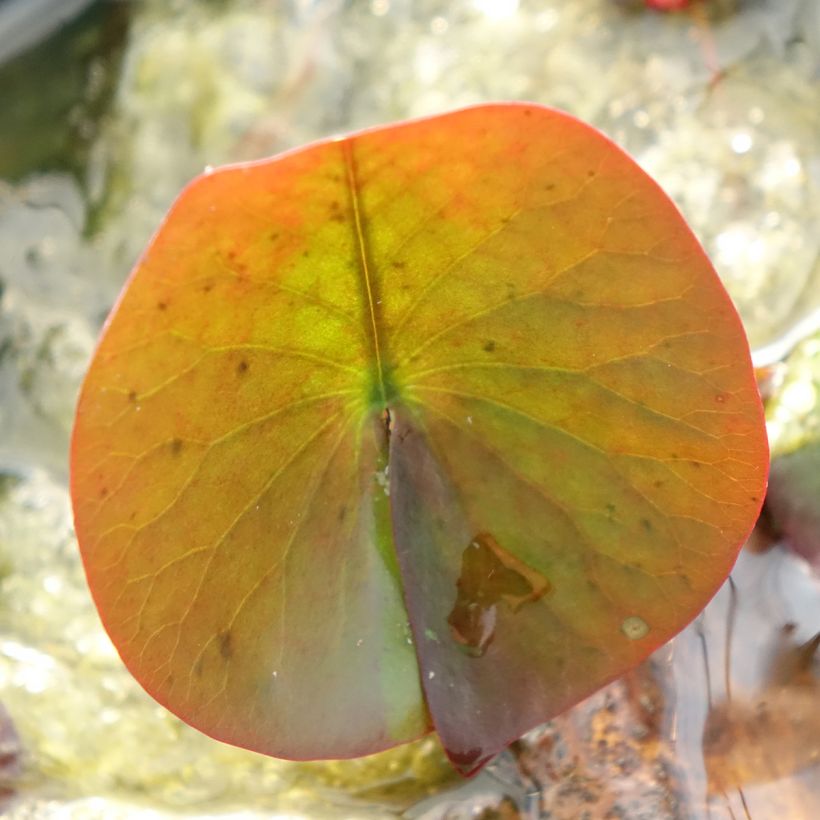 Nymphaea Perry's Red Glow - Winterharte Seerose (Foliage)