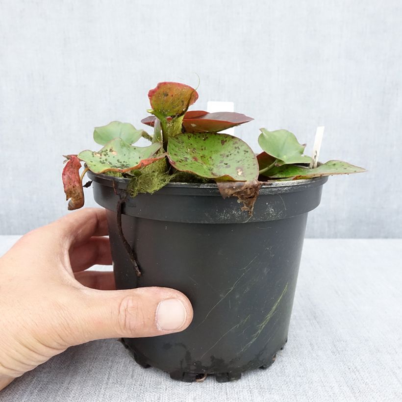 Exemplar von Nymphaea Perry's Red Glow - Winterharte Seerose Topf mit 1,5L/2L wie im Sommer geliefert