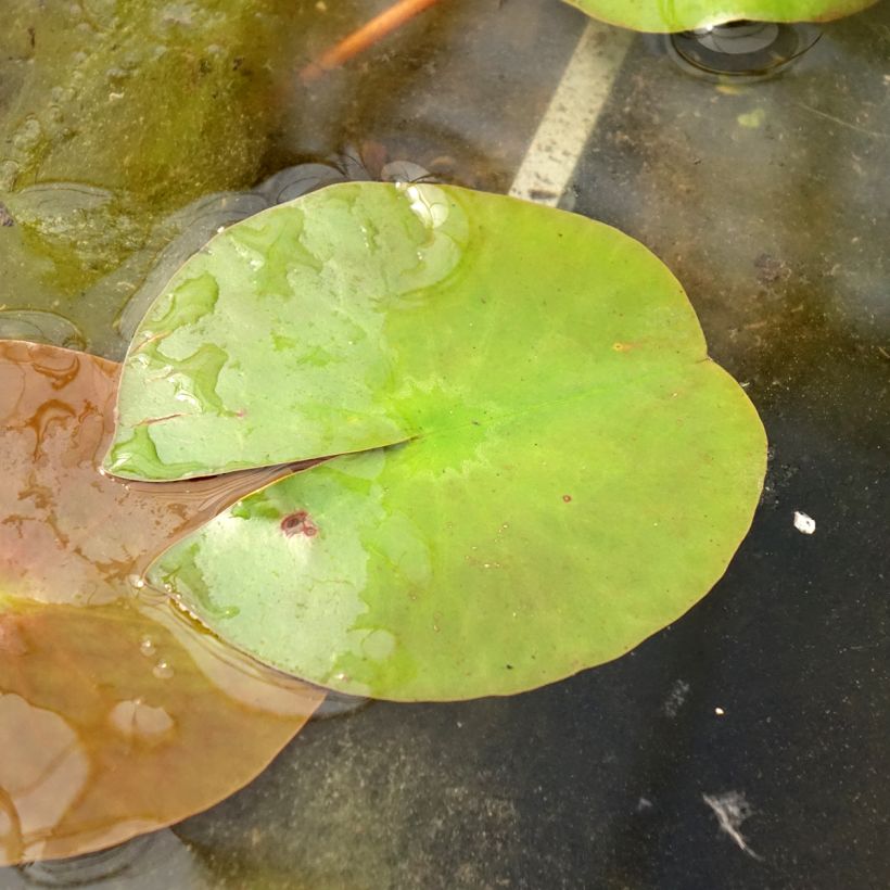 Nymphaea Peter Slocum - Winterharte Seerose (Foliage)