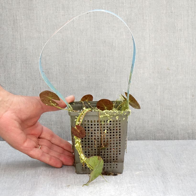 Exemplar von Nymphaea Phoebus - Winterharte Seerose Topf mit 1L/1,5L wie im Herbst geliefert