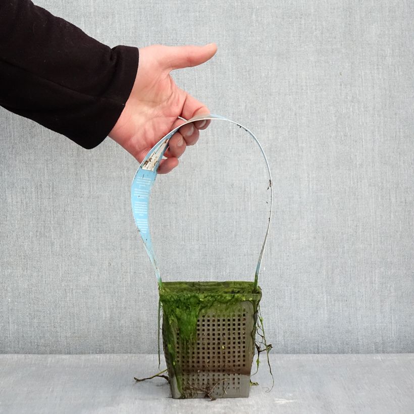 Exemplar von Nymphaea Phoebus - Winterharte Seerose Topf mit 1L/1,5L wie im Winter geliefert