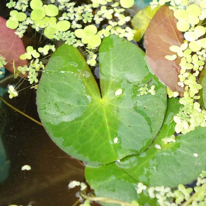 Nymphaea Pygmaea Alba - Winterharte Seerose (Foliage)