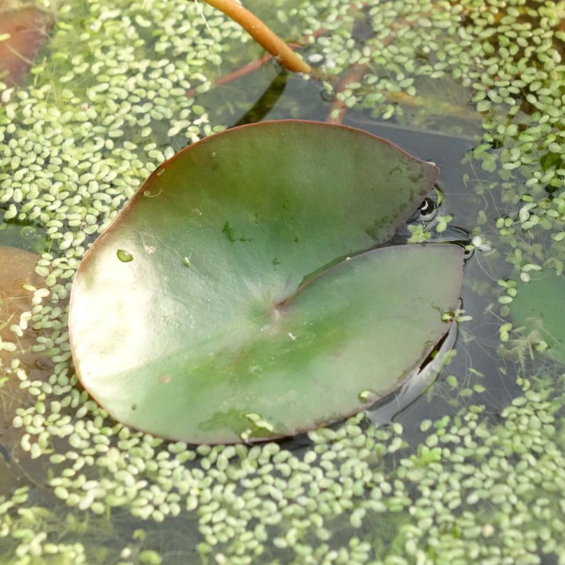 Nymphaea Pygmea Rubra - Winterharte Seerose (Foliage)