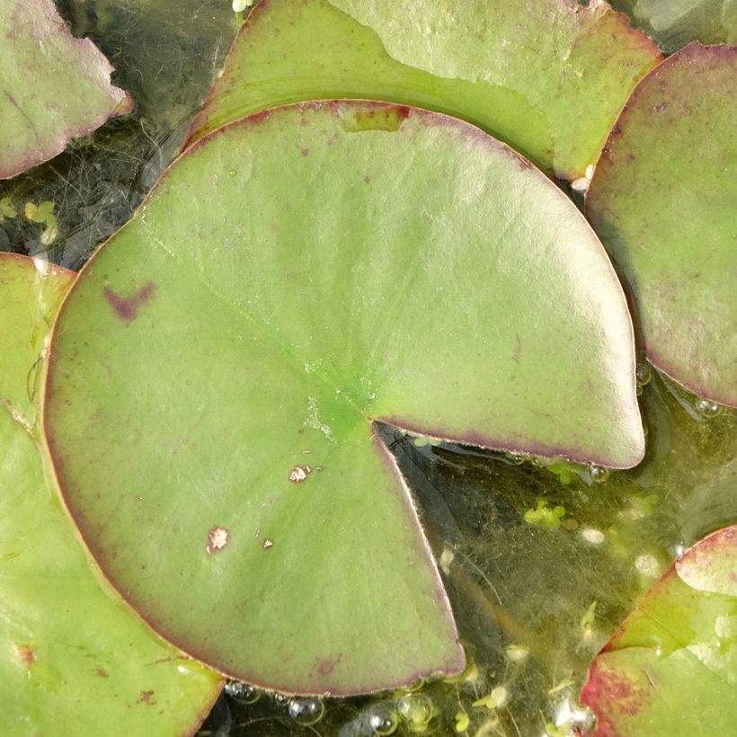 Nymphaea Ray Davies - Winterharte Seerose (Foliage)