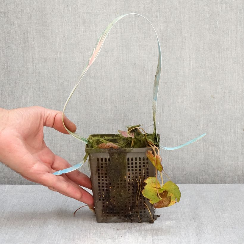 Exemplar von Nymphaea Red Spider - Winterharte Seerose Topf mit 1L/1,5L wie im Herbst geliefert