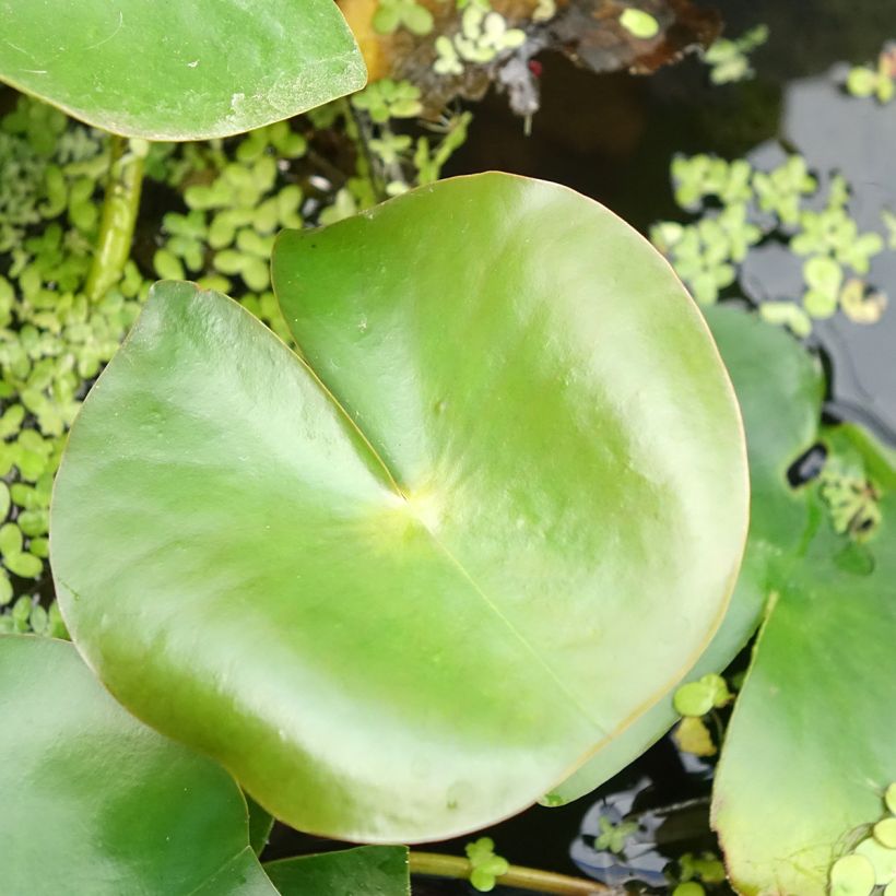 Nymphaea Rose Arey - Winterharte Seerose (Foliage)