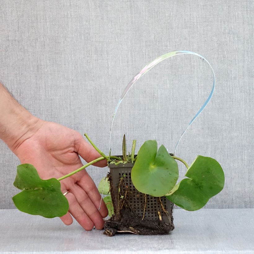 Example of Nymphaea Rose Arey - Winterharte Seerose Topf mit 1L/1,5L as you get in ete