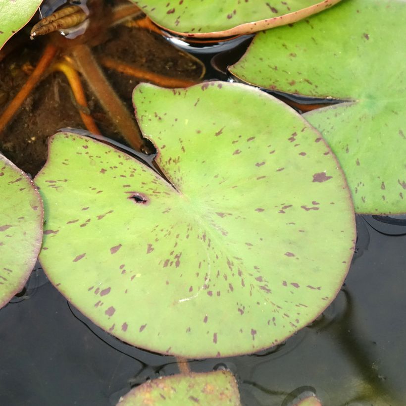 Nymphaea Sioux - Winterharte Seerose (Foliage)
