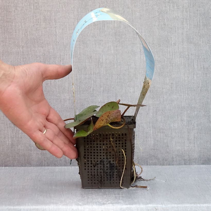 Example of Nymphaea Sioux - Winterharte Seerose Topf mit 1L/1,5L as you get in ete