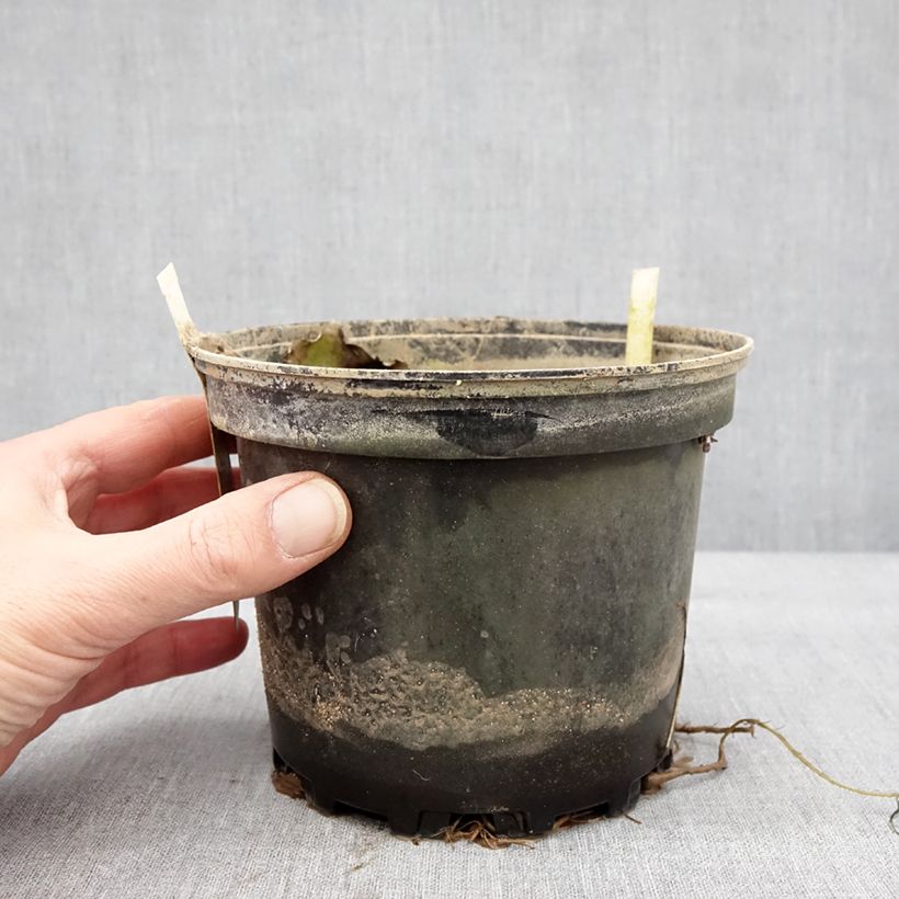 Exemplar von Nymphaea Starbright - Winterharte Seerose Topf mit 1,5L/2L wie im Winter geliefert