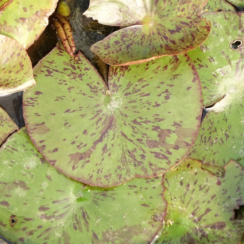 Nymphaea Texas Dawn - Winterharte Seerose (Foliage)
