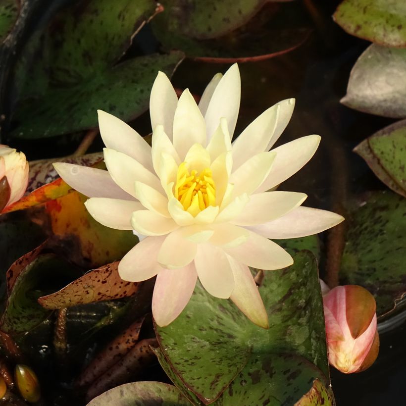 Nymphaea Texas Dawn - Winterharte Seerose (Flowering)