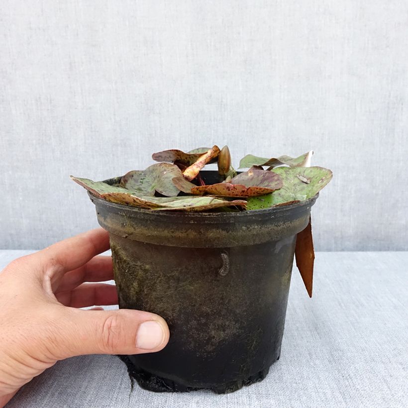 Example of Nymphaea Texas Dawn - Winterharte Seerose Topf mit 1,5L/2L as you get in ete