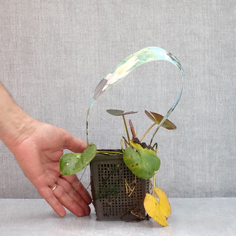 Example of Nymphaea Venusta - Winterharte Seerose Topf mit 1L/1,5L as you get in ete