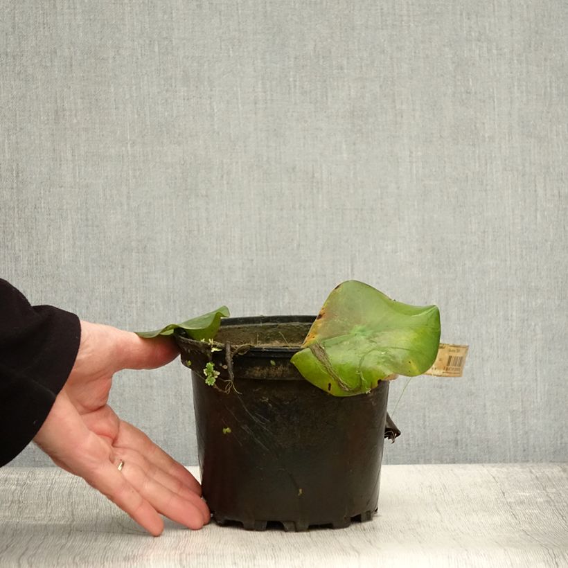 Example of Nymphaea Virginalis - Winterharte Seerose Topf mit 1,5L/2L as you get in automne