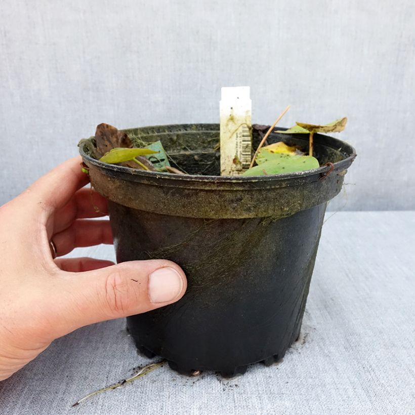 Example of Nymphaea Walter Pagels - Winterharte Seerose Topf mit 1,5L/2L as you get in ete