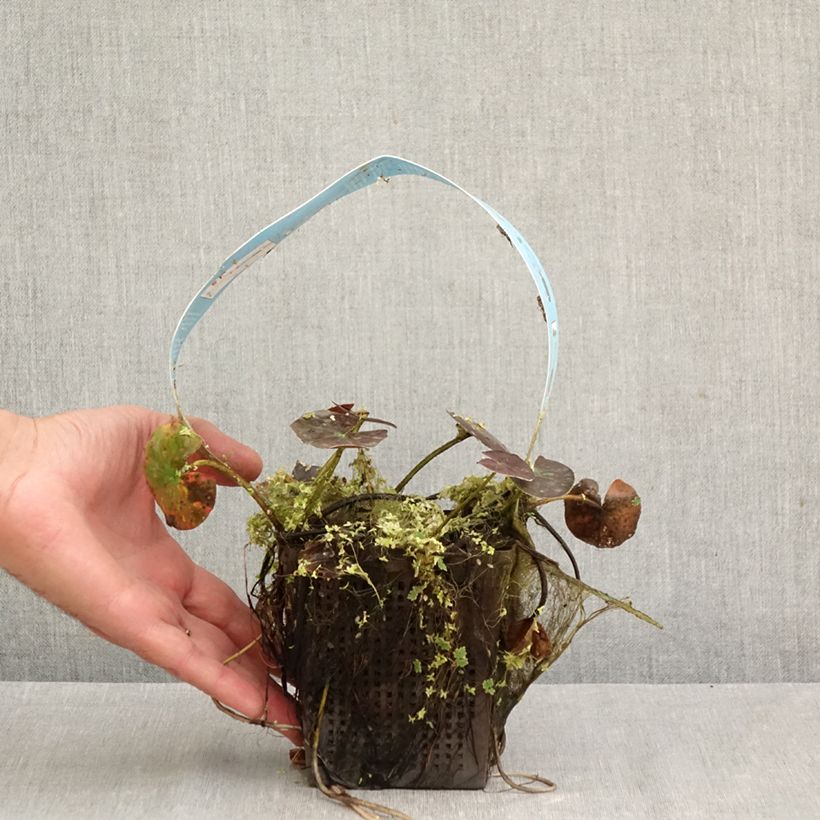 Exemplar von Nymphaea Wanvisa - Winterharte Seerose Topf mit 1L/1,5L wie im Herbst geliefert