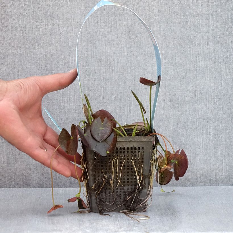 Example of Nymphaea Wanvisa - Winterharte Seerose Topf mit 1L/1,5L as you get in ete
