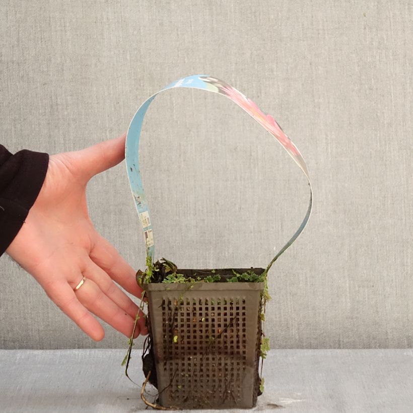 Exemplar von Nymphaea Wanvisa - Winterharte Seerose Topf mit 1L/1,5L wie im Winter geliefert