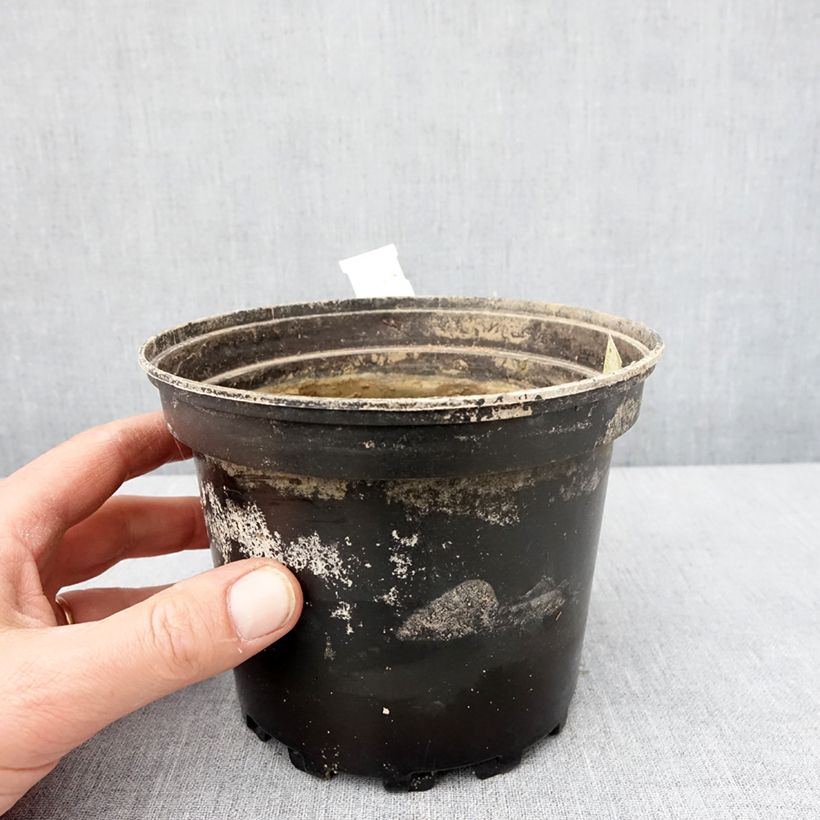 Example of Nymphaea White Sultan - Winterharte Seerose Topf mit 1,5L/2L as you get in hiver