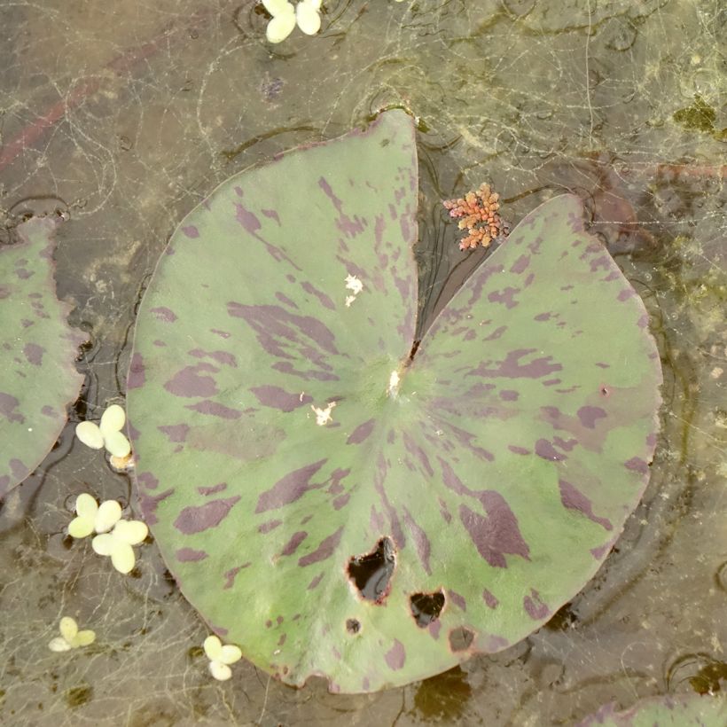 Nymphaea Yellow Enigma - Winterharte Seerose (Laub)