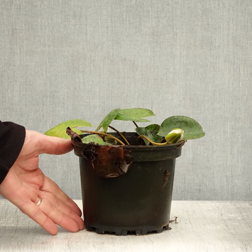Example of Nymphaea Yellow Enigma - Winterharte Seerose Topf mit 1,5L/2L as you get in automne