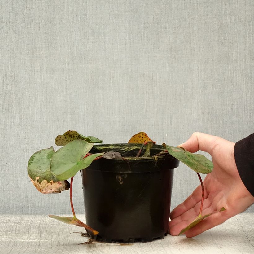 Example of Nymphaea Yellow Queen - Winterharte Seerose Topf mit 1,5L/2L as you get in automne