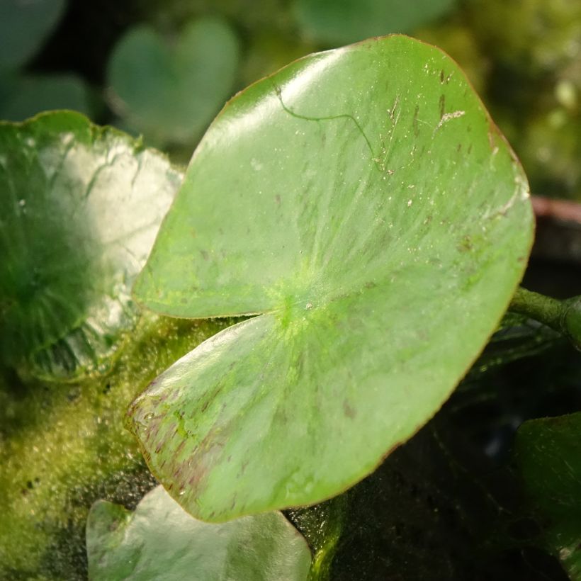 Nymphaea Yellow Sensation - Winterharte Seerose (Foliage)