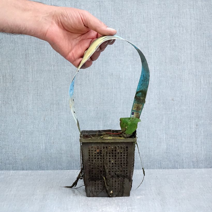 Exemplar von Nymphaea Yellow Sensation - Winterharte Seerose Topf mit 1L/1,5L wie im Herbst geliefert