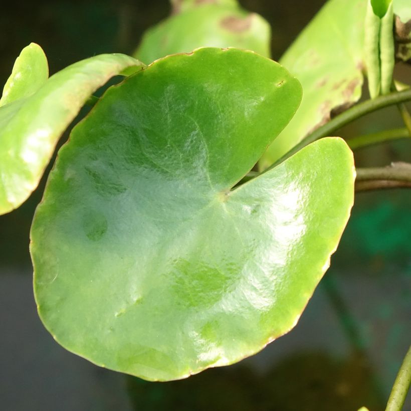 Nymphoides peltata - Europäische Seekanne (Foliage)