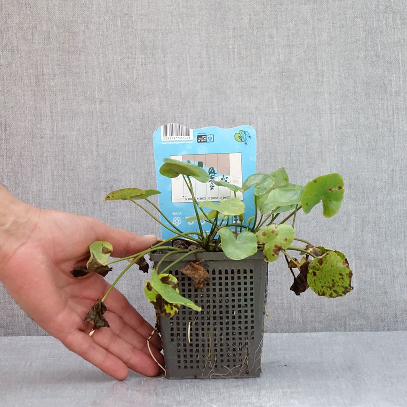Example of Nymphoides peltata - Europäische Seekanne Topf mit 1L/1,5L as you get in ete