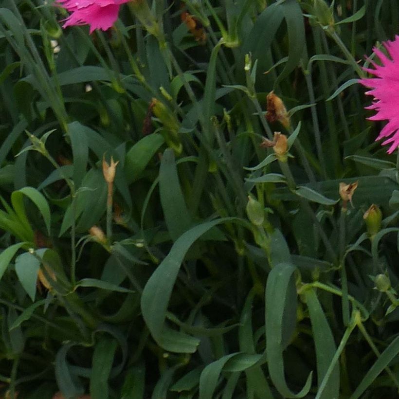 Pracht-Nelke Suntory Pink - Dianthus superbus (Foliage)